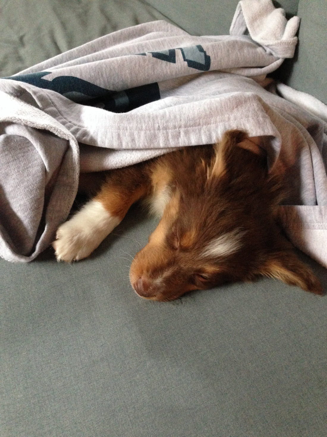 The Science Behind Dog Sleep & Comfort: Why Bed Quality Matters